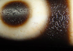 12 Eye Wisdom and Virtue Dzi Bead